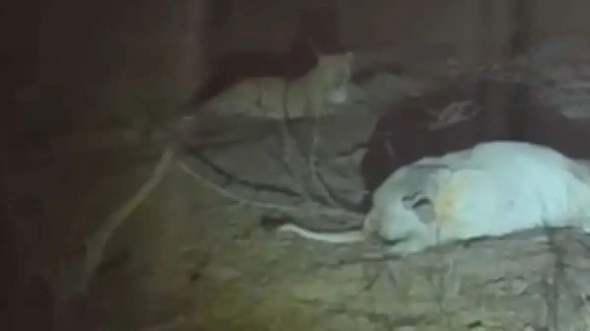 भरतपुर में आबादी क्षेत्र में घुसा लेपर्ड, गाय का किया शिकार, वीडियो में देंखे ग्रामीणों में दहशत