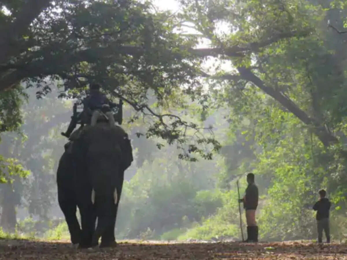 एमपी से राजस्थान पहुंची बाघिन, 8 हाथियों पर सवार होकर तलाश में जुटे अधिकारी