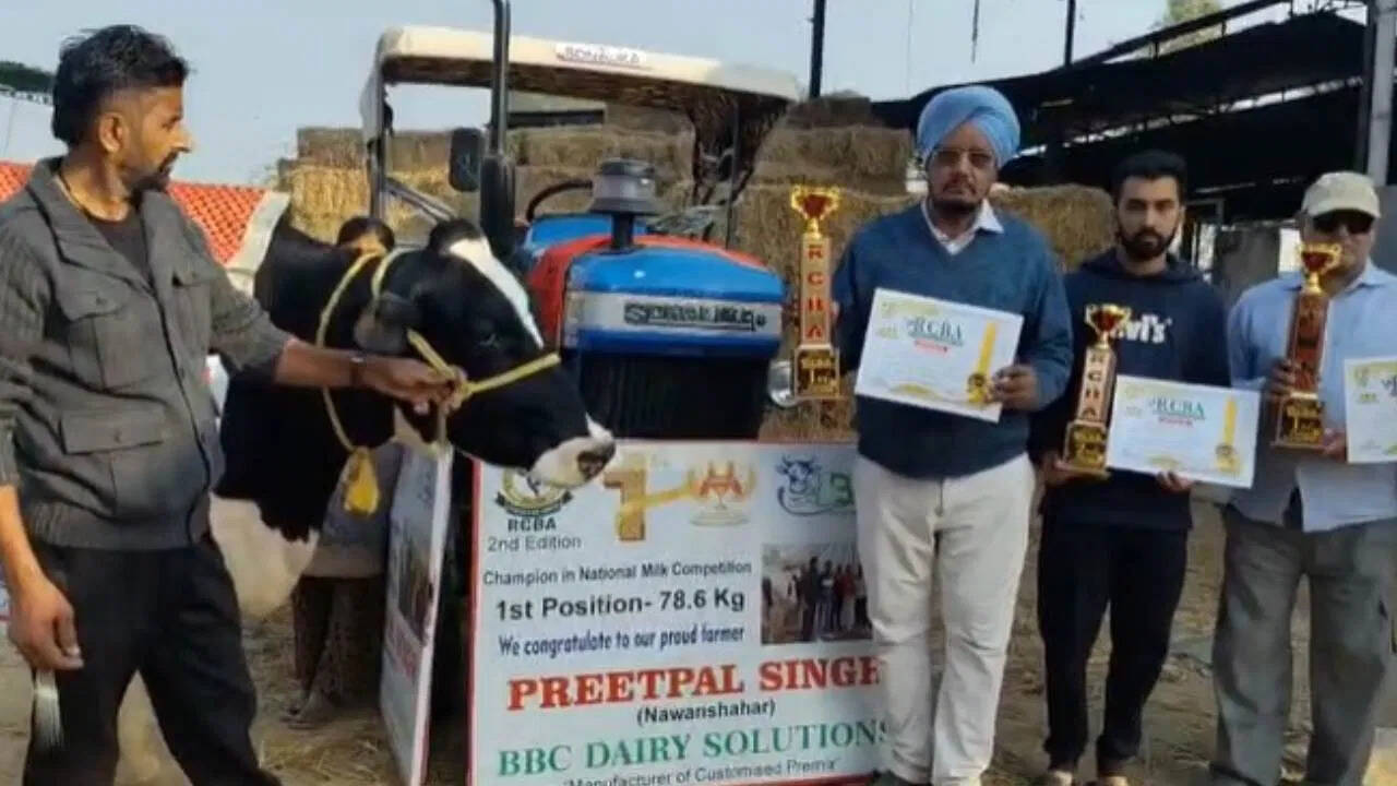मिल्किंग चैंपियनशिप, 78 किलो दूध देने वाली पंजाब की गाय बनी विजेता, क्या है खासियत?