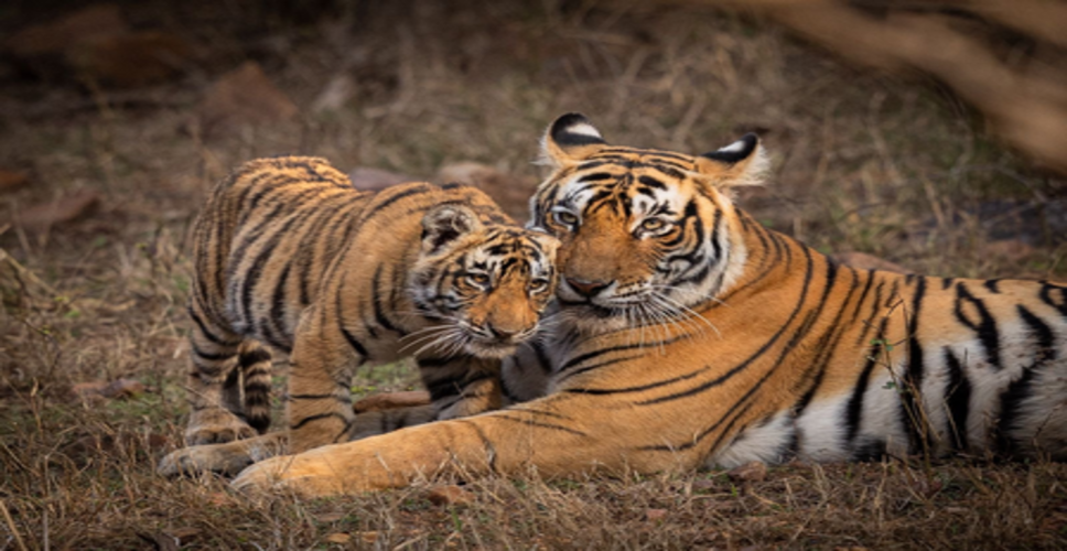 विश्व वन्यजीव दिवस धरती को समृद्ध करने वाली अद्भुत जैव विविधता का उत्सव मनाने का अवसर : पीएम मोदी