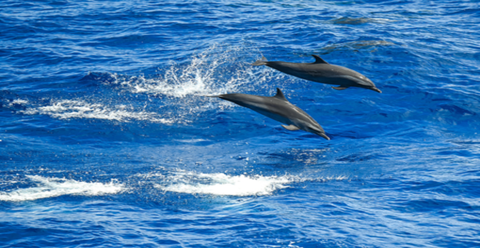 वांग यी ने 'समुद्री जैव विविधता पर समझौते' की तीसरी तैयारी बैठक में वीडियो संबोधन दिया
