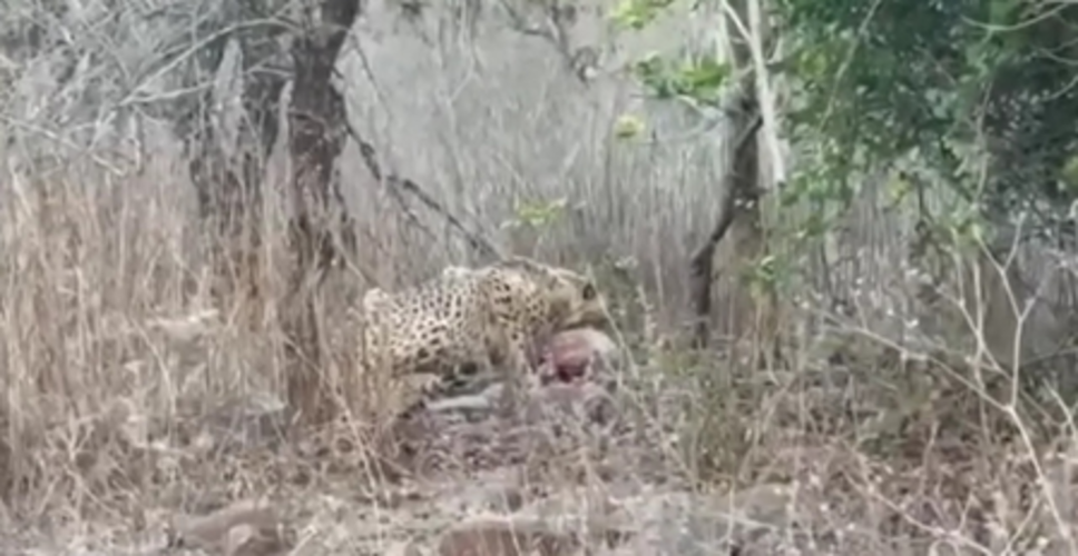 एमपी से राजस्थान के गांवों के पास पहुंचा चीता केपी-3, वन विभाग ने जारी किया अलर्ट