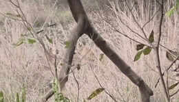 रणथंभौर: मां‑बेटी टाइगर्स की टेरिटरी ‘युद्ध’ से कांप उठा जंगल!