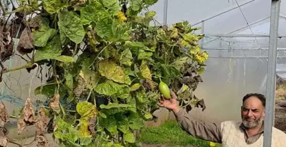 लगन और कड़ी मेहनत से रोल मॉडल बना किसान, उगा रहा विदेशी किस्म की सब्जियां