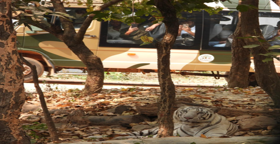 बिहार: राजगीर जू सफारी में सफेद बाघ का दीदार करेंगे पर्यटक