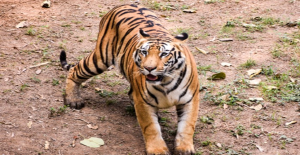 राजमुंदरी शहर के आसपास बाघ देखे जाने से दहशत, वन विभाग अलर्ट