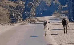 कोटा में राष्ट्रीय राजमार्ग पर बाघिन की सड़क पर घूमने की दहशत, सोशल मीडिया पर वायरल वीडियो