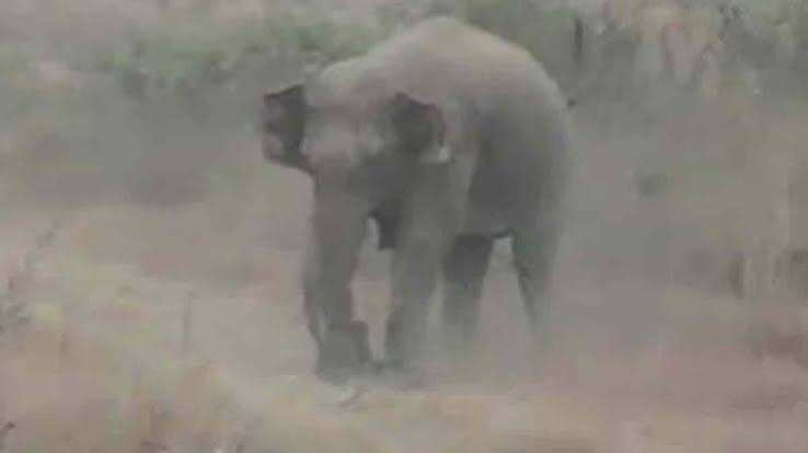 बांसवाड़ा में हाथी ने युवक को सूंड से उठाकर पटका, पैर से कुचला; फुटेज में जाने परिजनों ने लगाए हमले के आरोप, पुलिस ने बताई अलग कहानी