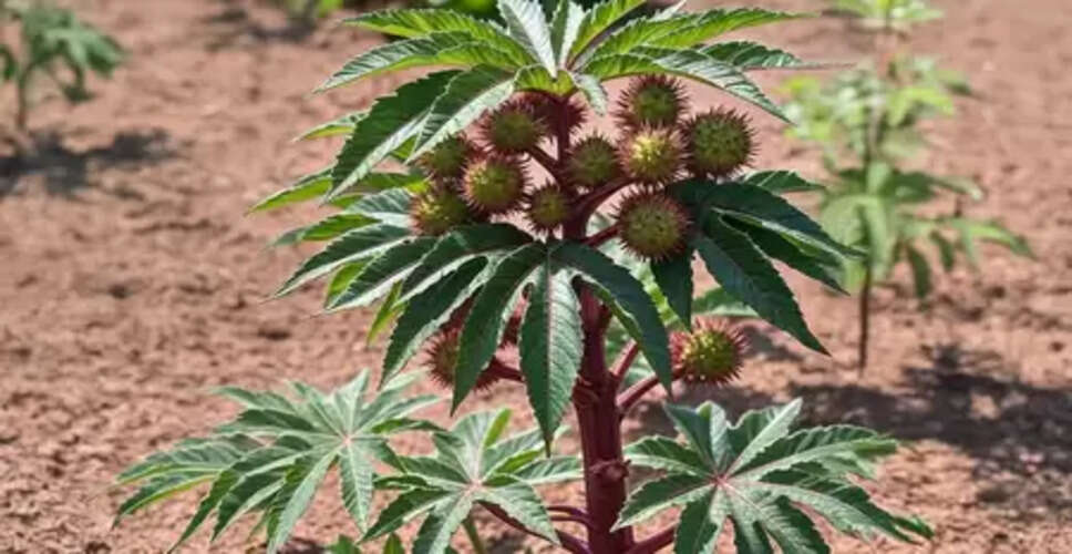 अरंडी: 'वात रोगों का यमराज,' जो कई समस्याओं का करता है विनाश