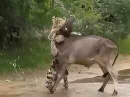 पाली जिले में जवाई लेपर्ड कंजर्वेशन एरिया में शेरनी ने गाय का शिकार, वीडियो में देंखे पर्यटकों ने बनाया वीडियो