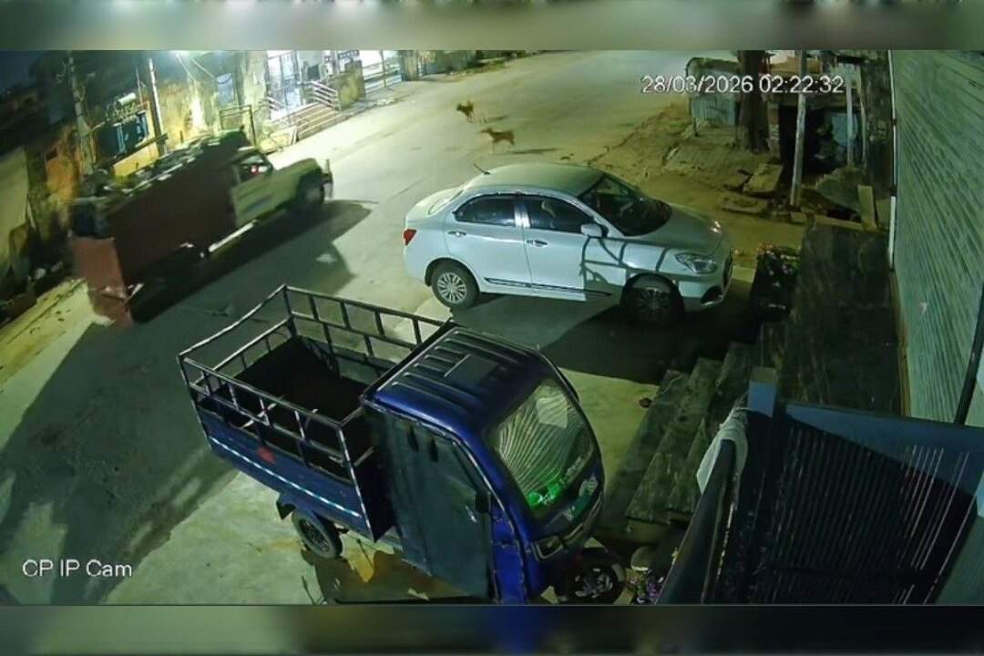 गौ-तस्करों की बड़ी वारदात, 3 मिनट में घर के बाहर बंधी गाय को पिकअप में ले गए, CCTV में कैद घटना से हड़कंप