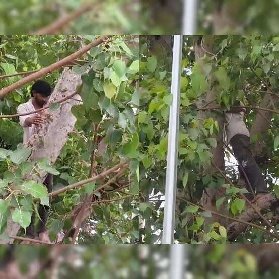 डॉक्टर के थप्पड़ से आहत युवक पेड़ पर चढ़ा, गले में फंदा डालकर बैठा; वीडियो में देंखे 4 घंटे से प्रशासन की समझाइश जारी