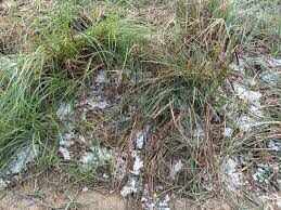 वेस्टर्न डिस्टर्बेंस का असर, राजस्थान में बदला मौसम, फुटेज में देंखे बारिश-ओलों से ठंड बढ़ी