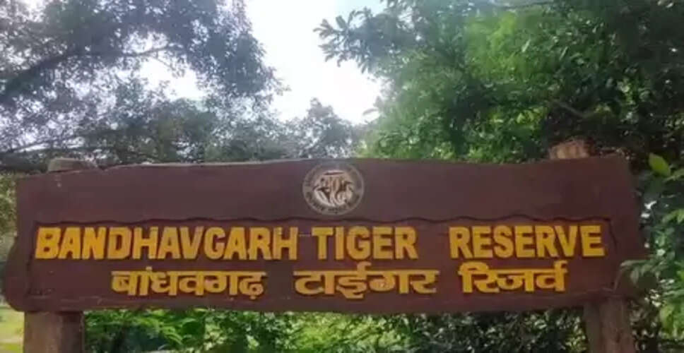 मध्य प्रदेश : बांधवगढ़ टाइगर रिजर्व में पर्यटकों ने नए साल का जोरदार स्वागत किया