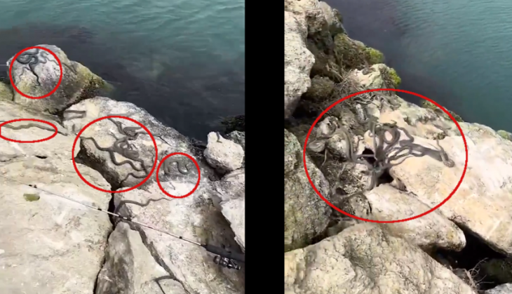 गलती से भी मत चले जाना इस समुद्र के किनारे, यहां है सैंकड़ों सांपों का राज, वीडियो देख कांप जाएगी रूह