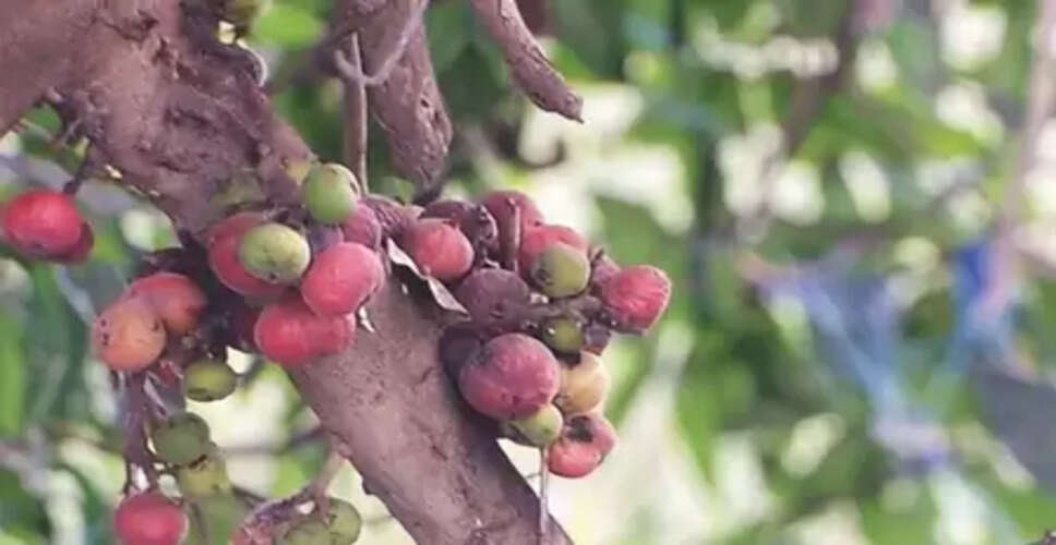 गूलर के हर हिस्से में औषधीय गुण, उम्र बढ़ने की प्रक्रिया को करता है कम