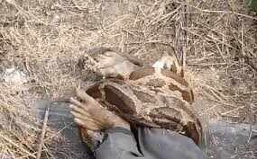 कोटा थर्मल पावर प्लांट में भालुओं की एंट्री, कर्मचारियों में दहशत, वीडियो में जाने सुरक्षा बढ़ाने की मांग