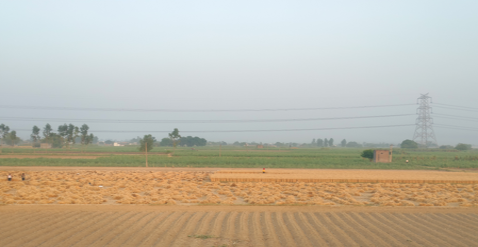 गेहूं उत्पादन स्थिर रहने के संकेत: सरकार ने कहा- कीट प्रकोप नहीं, खरीद व्यवस्था रही मजबूत