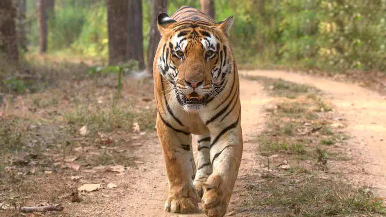 हाड़ौती बनेगा वाइल्डलाइफ टूरिज्म का हॉटस्पॉट, मुकुंदरा रिजर्व में रणथंभौर से आएगा बाघ और MP के कन्हा से बाघिन