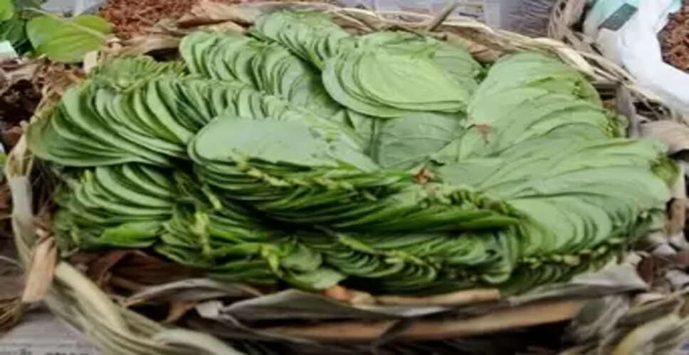 संक्रमण से रक्षा और पाचन का प्राकृतिक उपाय है 'पान का पत्ता'
