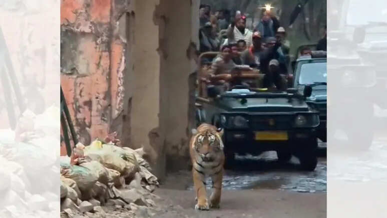 त्रिनेत्र गणेश मंदिर मार्ग पर टाइगर की दस्तक, श्रद्धालुओं में दहशत