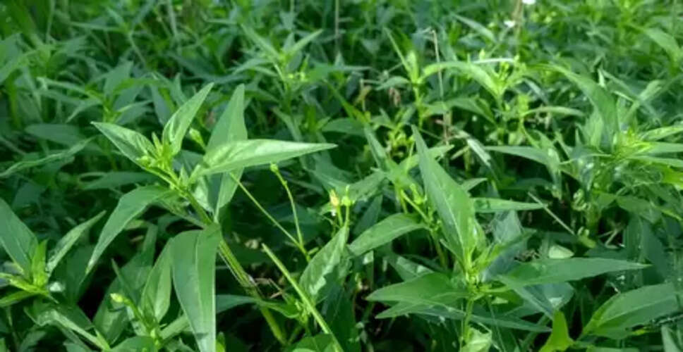 चिरायता: आयुर्वेद की चमत्कारी औषधि, जो बढ़ाए इम्युनिटी और साफ करे खून