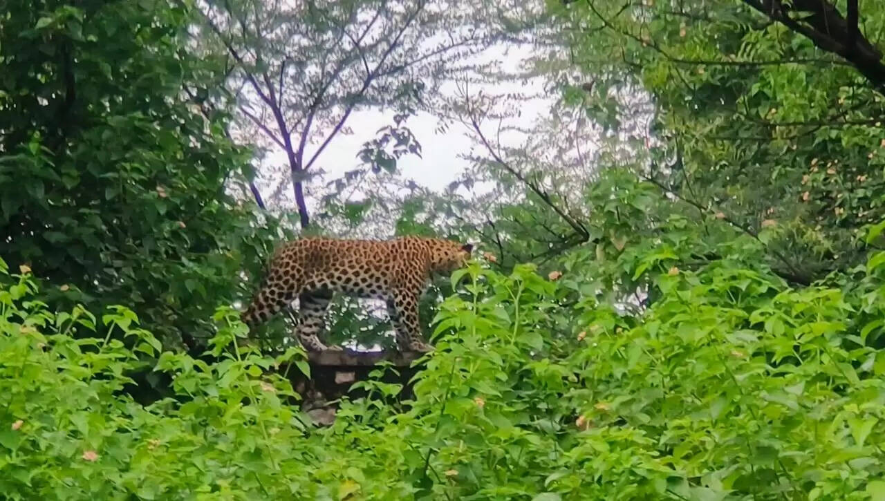 MNIT कैंपस में लेपर्ड का शावक मिला, फुटेज में जानें एक घंटे के रेस्क्यू ऑपरेशन के बाद सुरक्षित पकड़ा गया