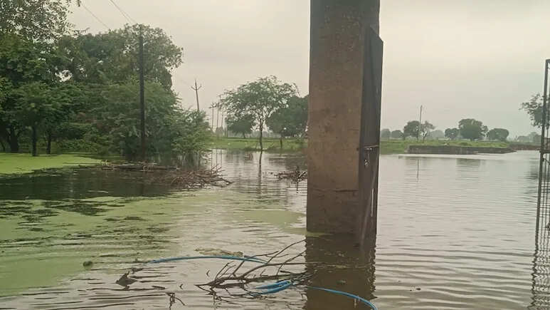 धौलपुर में भारी बारिश बनी किसानों की मुसीबत, खेत बने तालाब, फसलें डूबीं, मवेशी पालन पर भी संकट