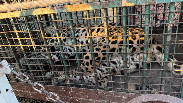 बालोतरा में लेपर्ड की दहशत, वन विभाग ने 35 किलोमीटर पीछा कर किया सफल रेस्क्यू