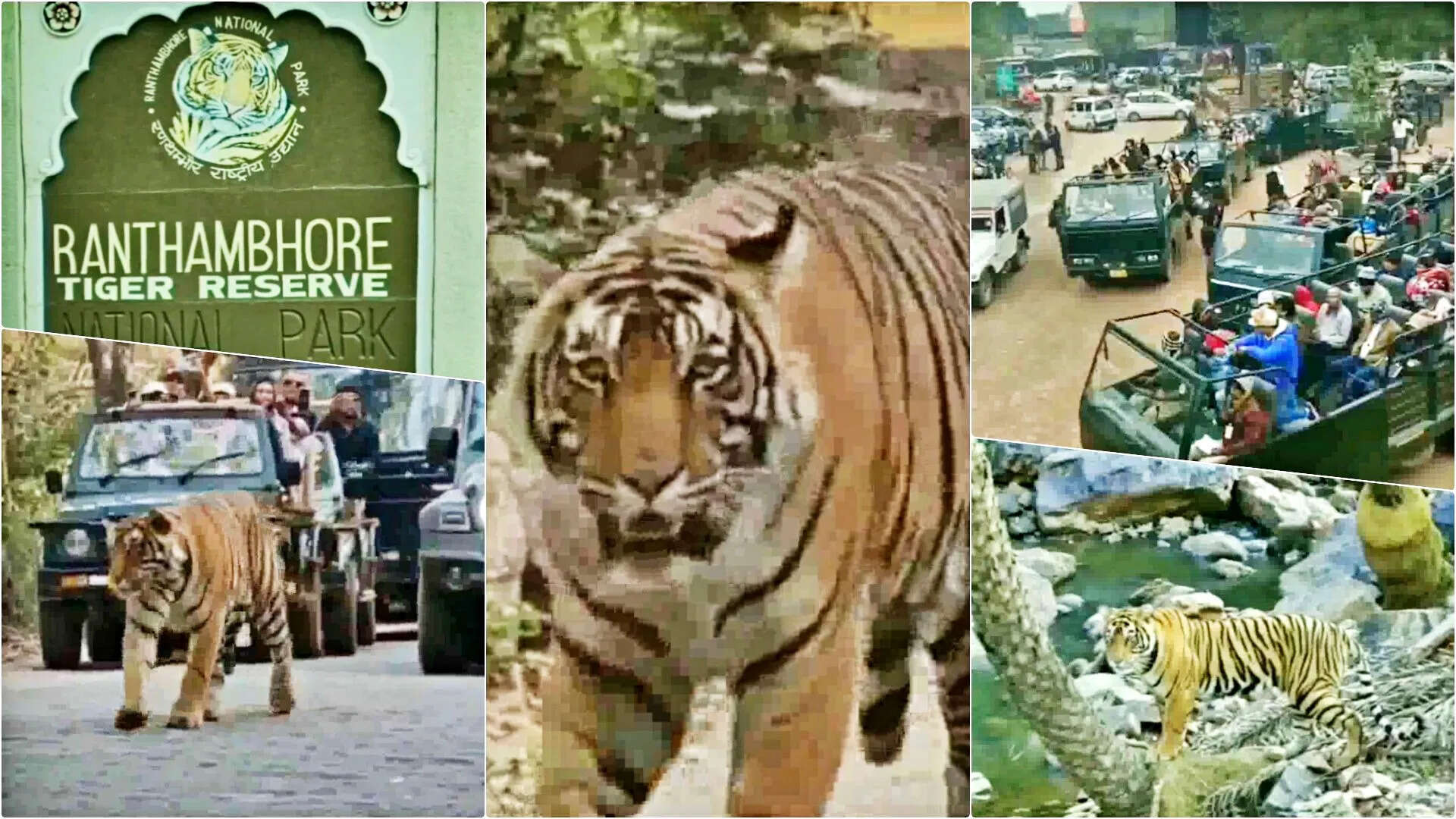 रणथम्भौर टाइगर रिजर्व में नियम उल्लंघन का मामला, वीडियो में देंखे जोन-2 में प्रतिबंधित क्षेत्र में पहुंचीं सफारी गाड़ियां, 3 गाइड-ड्राइवर को नोटिस