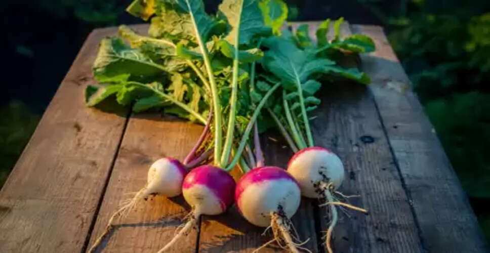 कैलोरी कम, लेकिन पोषण भरपूर! सर्दियों में अपनी डाइट में जरूर शामिल करें शलगम