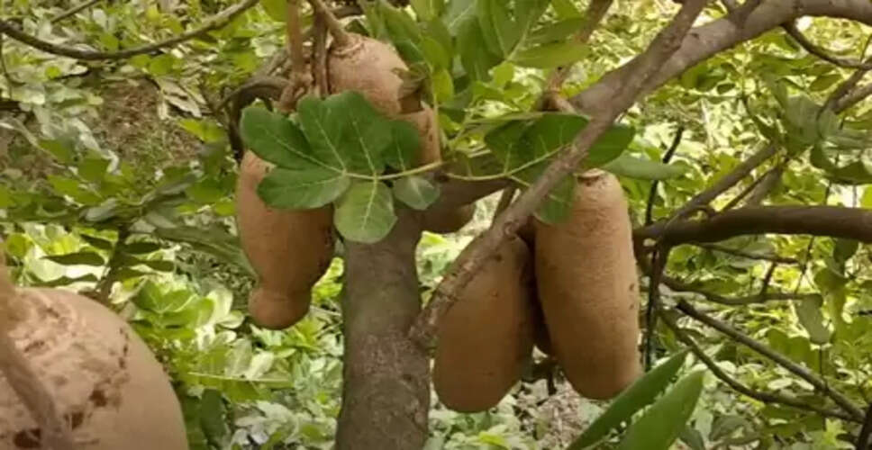 बालम खीरा : पथरी समेत कई बीमारियों में फायदेमंद, जानें सही उपयोग