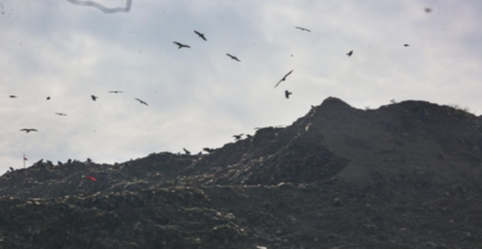 एनजीटी ने एमसीडी को गाजीपुर लैंडफिल के लिए समय-सीमा वाला प्लान जमा करने का निर्देश दिया