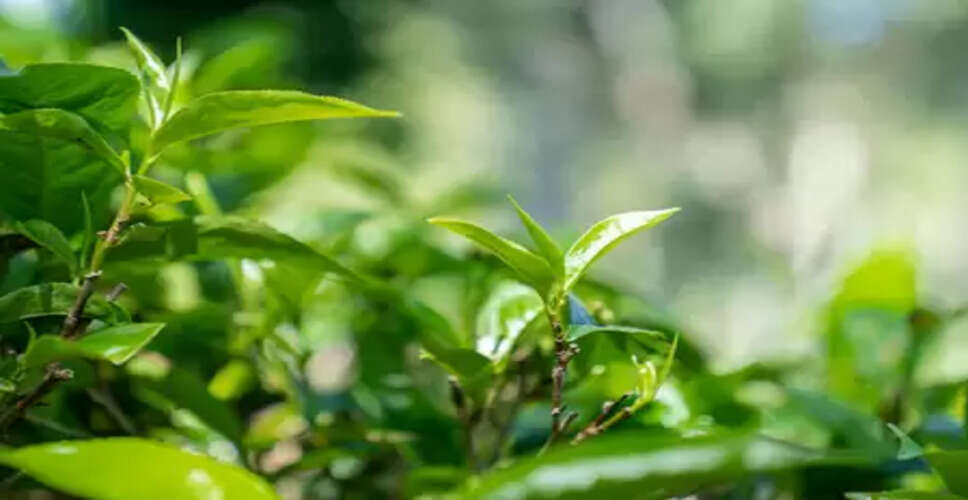 चीन-श्रीलंका कृषि विज्ञान, प्रौद्योगिकी और संस्कृति आदान-प्रदान सप्ताह का शुभारंभ