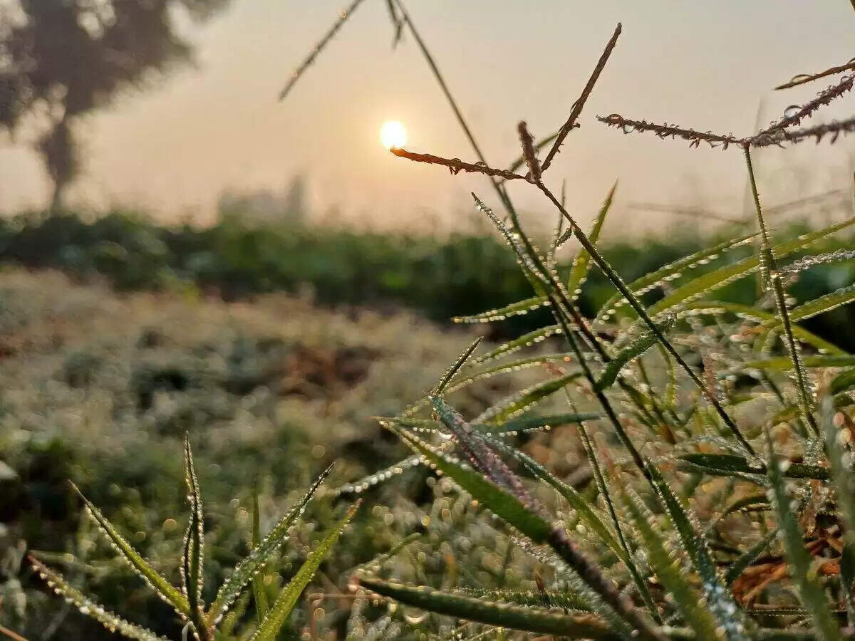 राजस्थान में कमजोर पड़ा बर्फीली हवाओं का असर, तापमान में बढ़ोतरी, फुुटेज में जानें 22 जनवरी से सक्रिय होगा नया वेदर सिस्टम