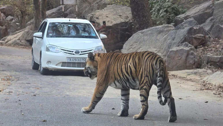 रणथंभौर में टाईगर मूवमेंट: त्रिनेत्र गणेश मार्ग पर दिखा RBT-2511, श्रद्धालुओं में बढ़ी दहशत