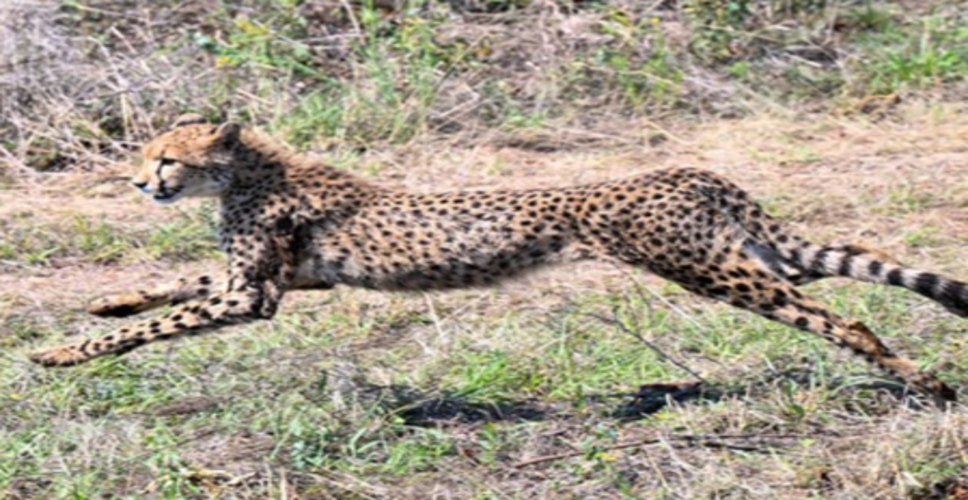 सवाई माधोपुर: कूनो से आया चीता जंगल की ओर लौटा, वन विभाग अलर्ट