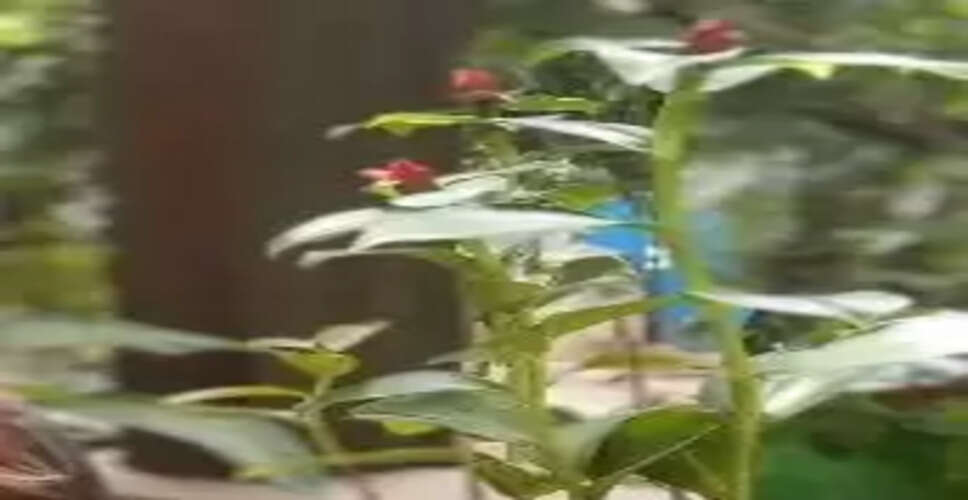 डायबिटीज से हैं परेशान तो घर पर जरूर लगाएं 'इंसुलिन' प्लांट