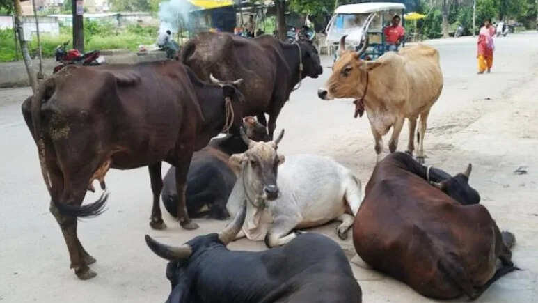 जैसलमेर में फैला कर्रा रोग, 500 से अधिक गायों की मौत