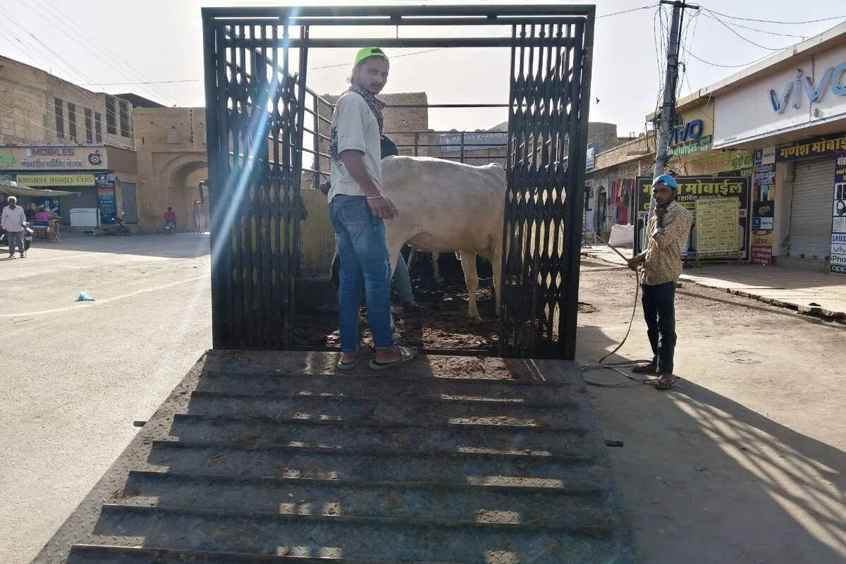 स्वर्णनगरी में सड़कों पर एक्शन.. आवारा पशुओं की धरपकड़ को लेकर अभियान शुरू