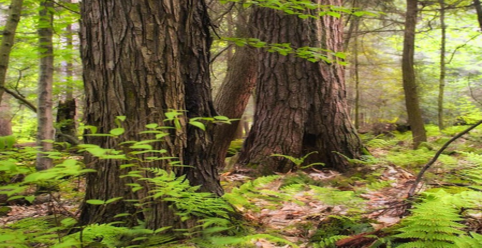 तिरुप्पुर और इरोड के जंगलों में जल की कमी से निपटने और वन्यजीवों की रक्षा को जलकुंड भरे गए