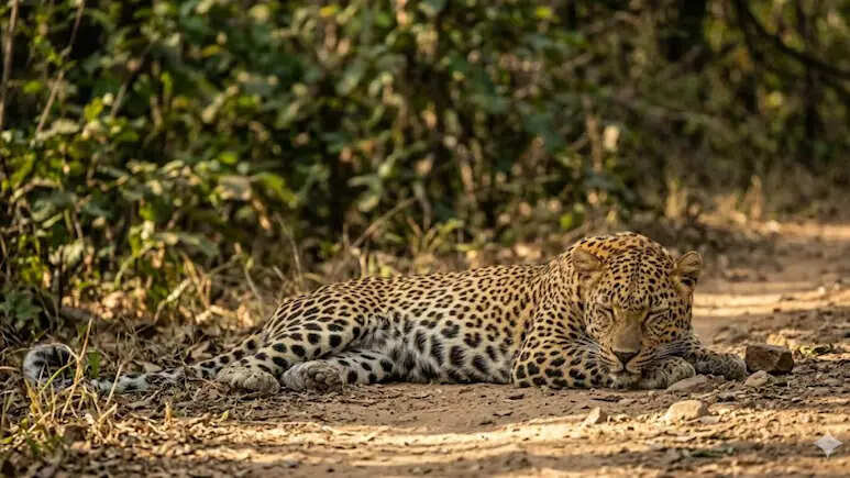 NH-8 फोरलेन किनारे मादा तेंदुए का शव मिलने से सनसनी, वन विभाग में मचा हड़कंप