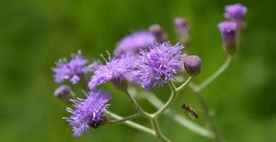 सहदेवी: आयुर्वेद की चमत्कारी जड़ी-बूटी, किडनी से लेकर लिवर तक की रक्षक