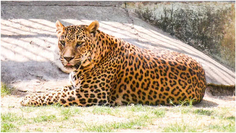 वन विभाग का दावा: समय बदलाव और आधुनिक तकनीक से जंगलों की जैव-विविधता की मिलेगी स्पष्ट तस्वीर