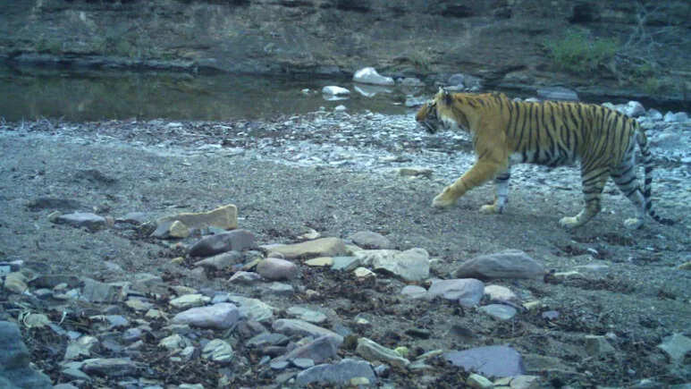 रणथंभौर टाइगर रिजर्व में बाघिन टी-94 मृत पाई गई, वन्यजीव प्रेमियों में शोक