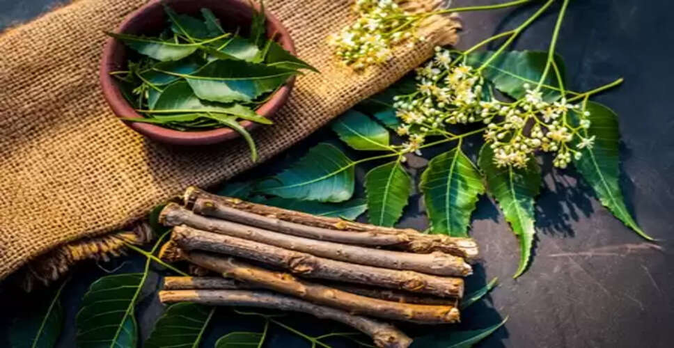 ओरल हेल्थ के लिए वरदान दातुन : सिर्फ दांतों के लिए नहीं, पूरे शरीर के लिए भी है लाभकारी