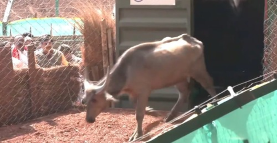 कान्हा टाइगर रिजर्व में जंगली भैंसों को फिर से बसाया, सीएम मोहन यादव ने कहा- पारिस्थितिकी तंत्र के लिए अद्भुत अवसर