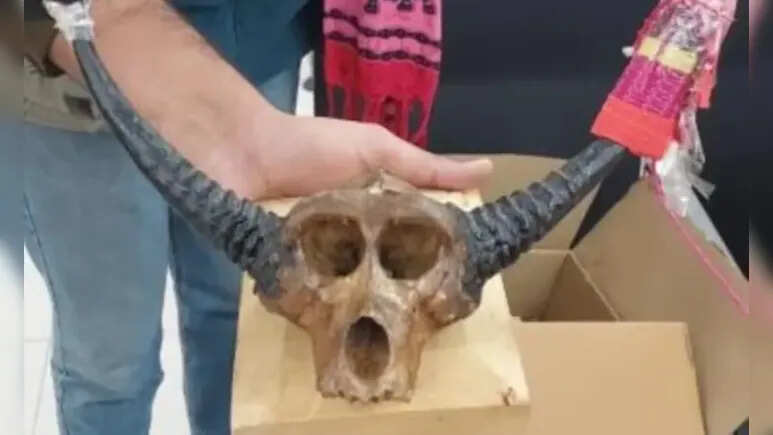 फ्रांस के दो नागरिक बीकानेर में संदिग्ध वन्यजीव वस्तु के साथ हिरासत में, DFO ने बताई सच्चाई?