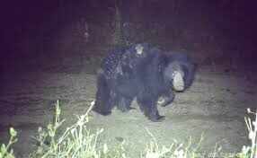 धौलपुर के करौली टाइगर रिजर्व में दुर्लभ नज़ारा: मादा भालू दो शावकों को पीठ पर बैठाकर जंगल में घूमती दिखी