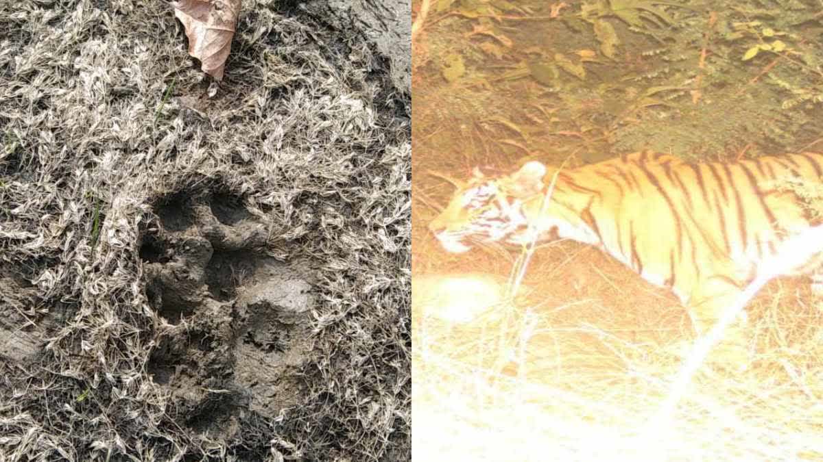सरिस्का में बाघों पर मंडराया वायरस का खतरा, 5 मौतों के बाद हाई अलर्ट जारी